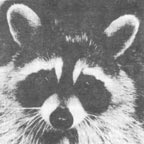 Face of a raccoon