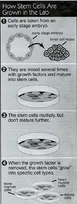 How stem cells are grown in the lab